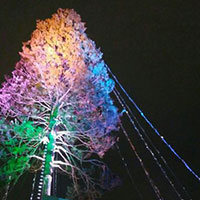 神戸メリケンパークの世界一のツリー